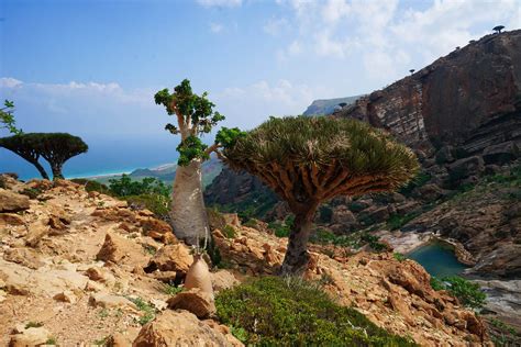 Socotra Island - Unusual, Wondrous, Lost World (2022) - Travel S Helper