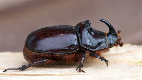 Nashornkäfer Foto & Bild | tiere, wildlife, insekten Bilder auf ...