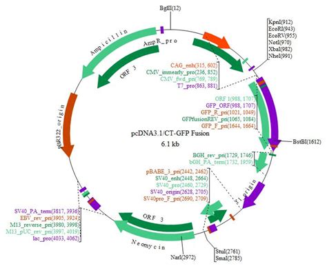 10 PcDNA3.1 Vector Cloning Images - Cloning Strategy, Topo Vector Map and Pcdna3.1 Invitrogen ...