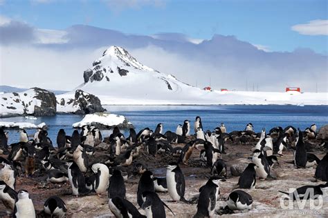 Rookery Half Moon Island Antarctica - Worldwide Destination Photography & Insights