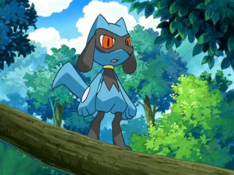 Riolu (anime) | Pokémon Wiki | Fandom powered by Wikia