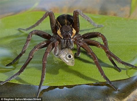 Rare raft spider devours stickleback fish in Sussex | Daily Mail Online