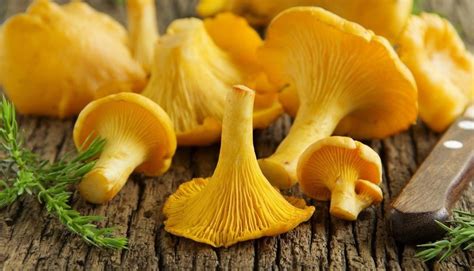 The Ultimate Guide to Chanterelle Mushrooms: Identification & More