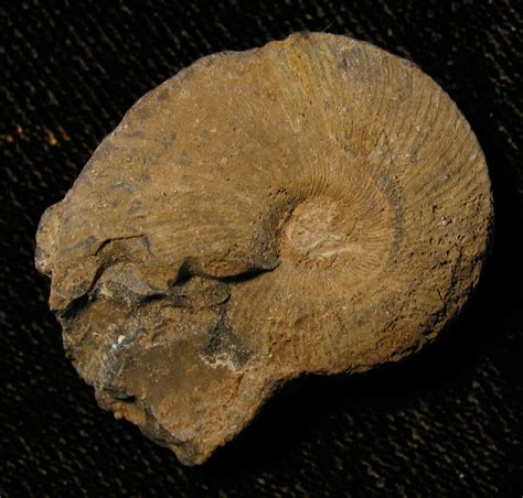 Louisville Fossils and Beyond: Meekoceras Ammonoid Fossil