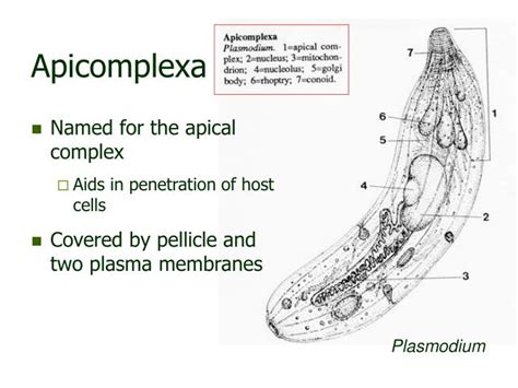 PPT - Sporozoans PowerPoint Presentation - ID:5671037