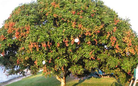 TROPICAL FRUIT TREES LYCHEE