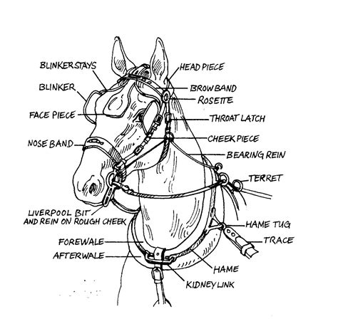 Parts Of Horse Harness