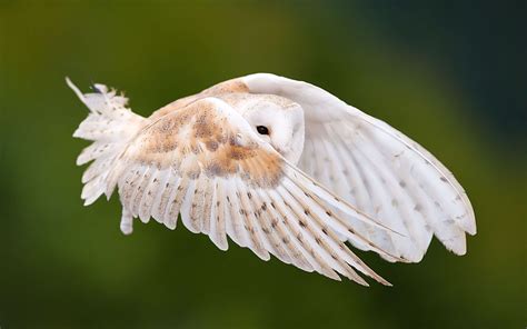 Owl Flying Wallpaper (66+ images)