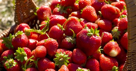 W&M Research: Junk DNA and the Strawberry Genome | William & Mary Alumni Magazine