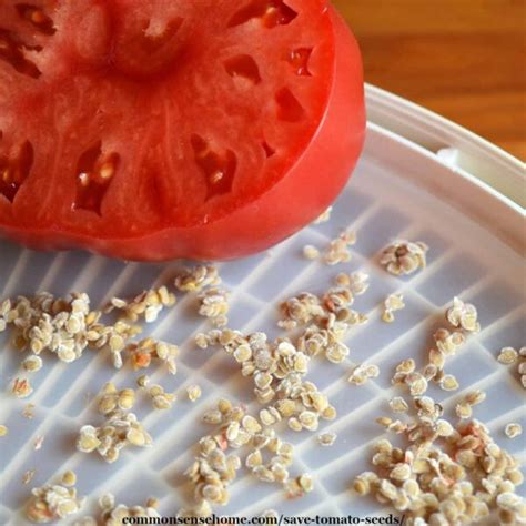 How to Save Tomato Seeds - Easy to Follow Guide