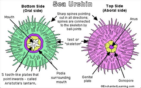 Top 5 All About Sea Urchins - Bodrum Travel Guide Turkey