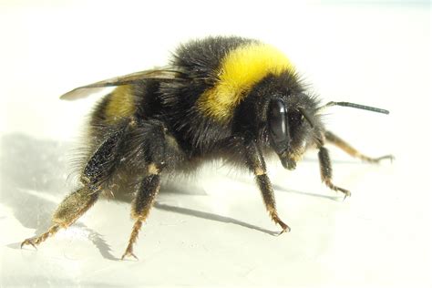 File:Bumblebee 2007-04-19.jpg - Wikipedia