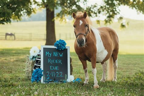 Miniature horse pregnancy announcement | Country baby announcement ...