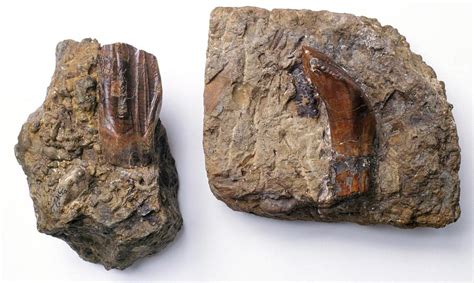 Iguanodon Tooth Fossils Photograph by Natural History Museum, London ...