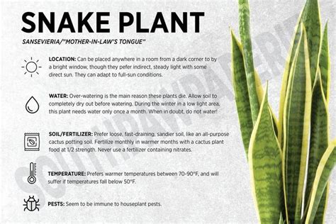 an info sheet describing snake plant