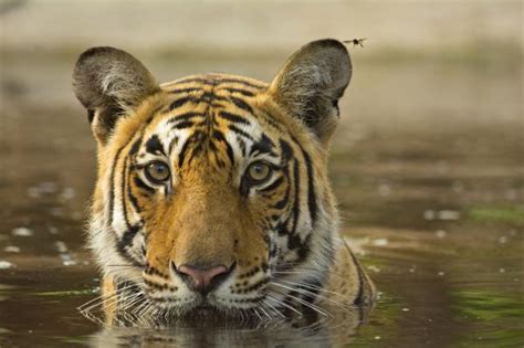 Endangered Animals of India - With Pictures