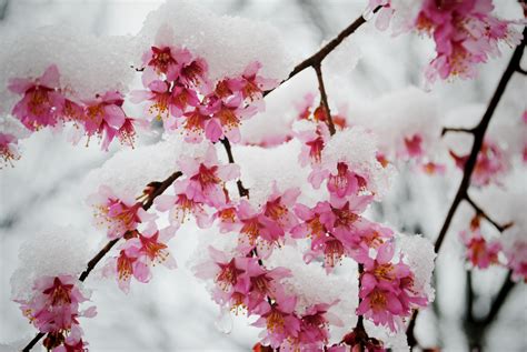 Snow on branches with blossoms | Cherry blossom petals, Winter garden ...