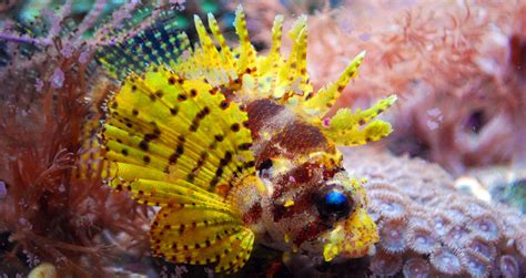 Yellow Dwarf Lionfish | Lion fish, Freshwater aquarium fish, Salt water ...