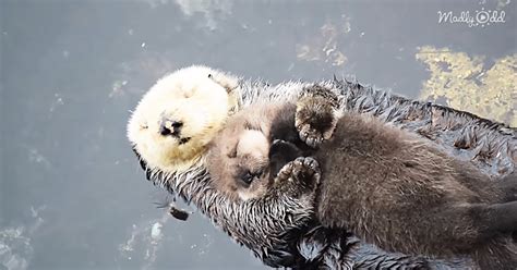 Baby Otter Sleeps on Floating Mom's Tummy is The Most Beautiful Thing You'll See Today