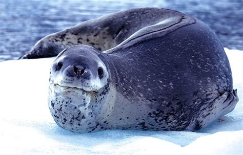 Foca leopardo in 2023 | Leopard seal, Animals beautiful, Animals wild