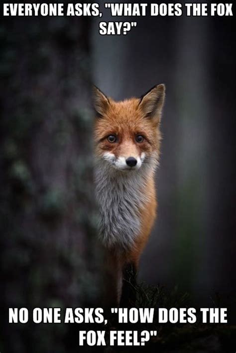 I feel your pain fox… | Foxes, Face and Funny stuff