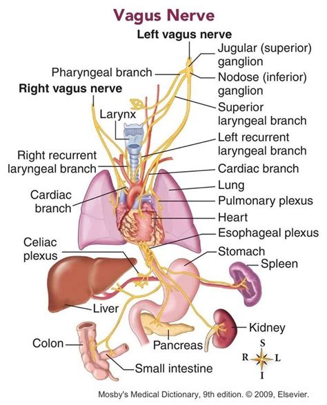 11 Symptoms Your Friend With Vagus Nerve Dysfunction Needs You To Understand in 2020 | Vagus ...