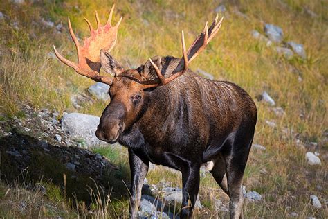 Kananaskis Provincial Park Photography - The Canadian Nature Photographer