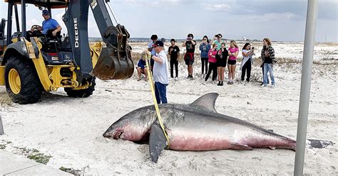 Great white shark washes ashore on Navarre Beach | Navarre Press