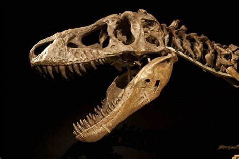 Release the Tarbosaurus! | Smithsonian