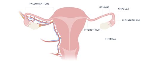 18 Enigmatic Facts About Fimbriae Of Fallopian Tubes - Facts.net