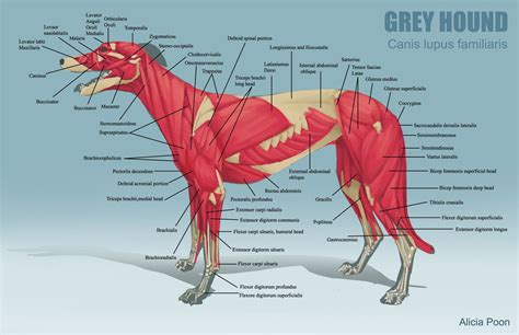 Pin on Equine anatomy