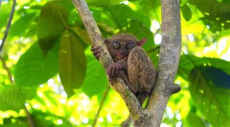 PHILIPPINE TARSIER CONSERVATION AREA: A Safer Home in Loboc, Bohol | The Poor Traveler