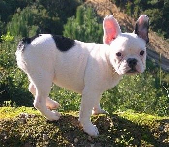 French Bulldog Dog Breed Information and Pictures