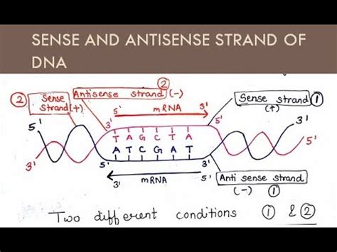 Sense and Antisense Strand of DNA ( in Hindi and English ) | For B.Sc. and M.Sc. | All About ...