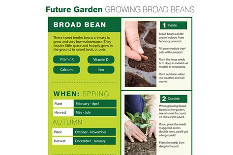 Broad Beans – Planting Guide