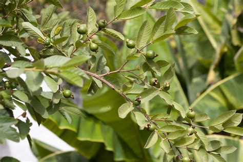 How to Plant and Grow a Guava Tree