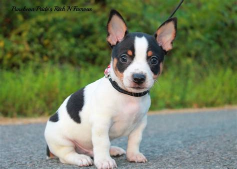 Teddy Roosevelt Terrier Puppies - Profile | Care | Facts | Traits - Dog ...