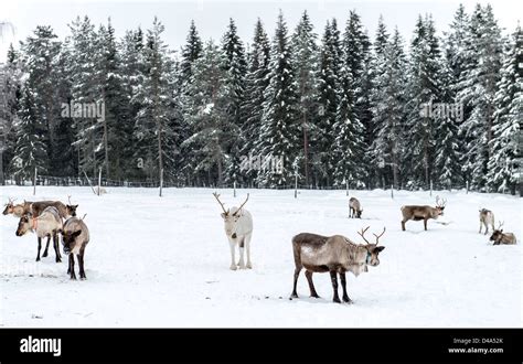 Reindeer herd in Swedish Lapland Sweden Scandinavia Stock Photo - Alamy