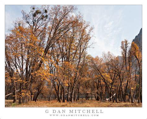 Photograph: Autumn Color, Yosemite Valley | G Dan Mitchell Photography