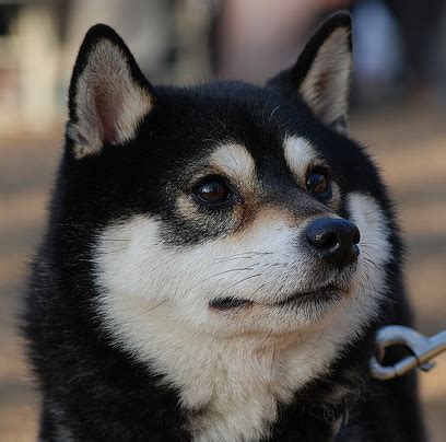 Shiba Inu World: Black Shiba Inu - The Rarest Shiba Inu!