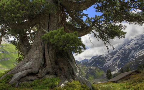 Beautiful big tree in Switzerland, blue, bonito, trees, sky ...