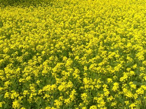 Biotech regulator approves GM mustard, now Centre to take a call