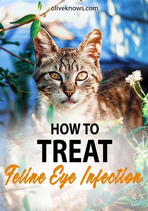 How to Treat Feline Eye Infections - OliveKnows | Cat eye infection, Kitten eye infection, Cat ...