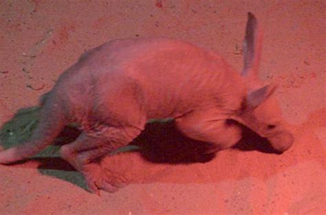 The baby aardvark who's keeping zoo staff guessing | London Evening ...