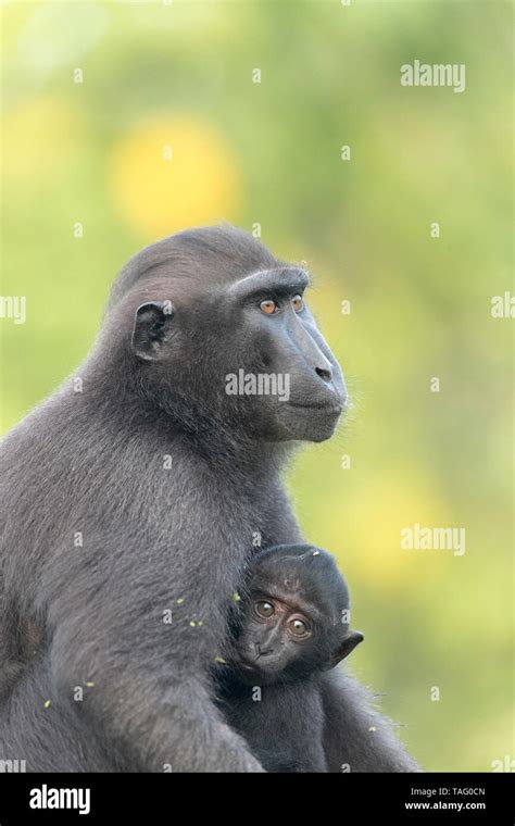 Celebes crested macaque or crested black macaque, Sulawesi crested macaque, or the black ape ...