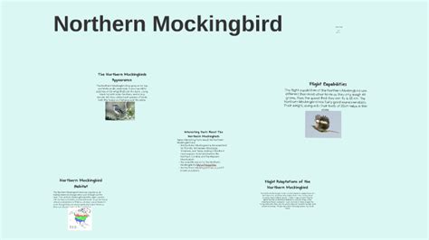 Northern Mockingbird Habitat by blue pen