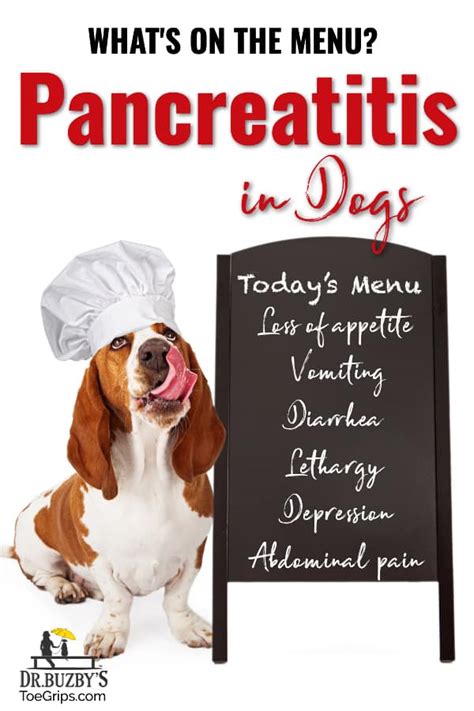 Pancreatitis in Dogs: Do You Know the Signs, Risk Factors? - Dr. Buzby ...