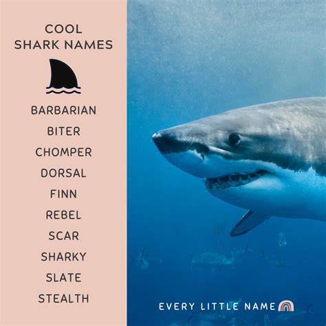 320+ Best Shark Names (Cool, Funny, and Adorable) - Every Little Name