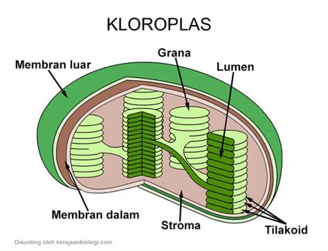 Kloroplas: Organel Fotosintesis dan Penyimpan - Kerajaan Biologi