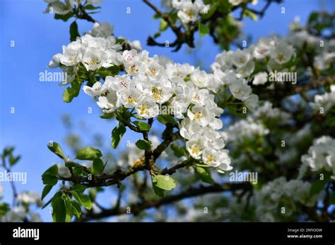 old pear tree with white flowers Stock Photo - Alamy